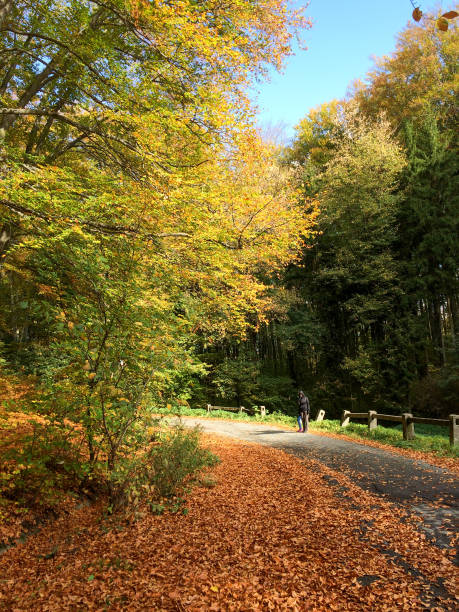 istock Orange colored leaves covering the road 2176947779