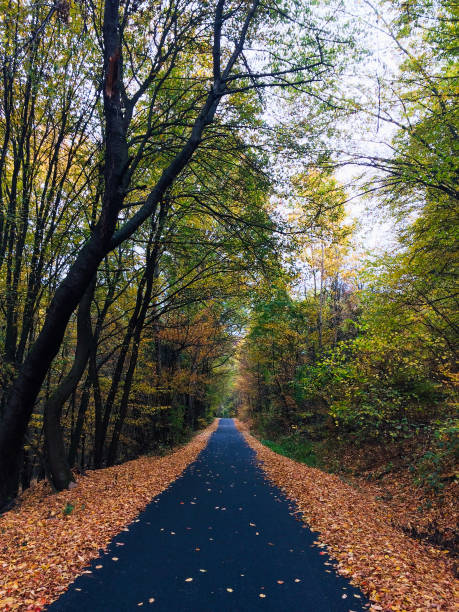 istock Fallen tree leaves covering side of the road 2176947883