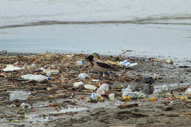 istock A carrion crow among the garbage by the river. Concept related to environmental pollution. 2176948323