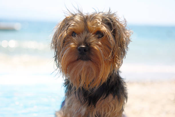 schnauzer yorkshire terrier mix with curl of hair around nose; looking cute; brown isolated background