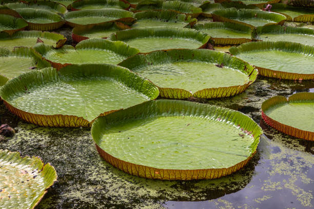 istock Giant Waterlilies in Mauritius 2176951918