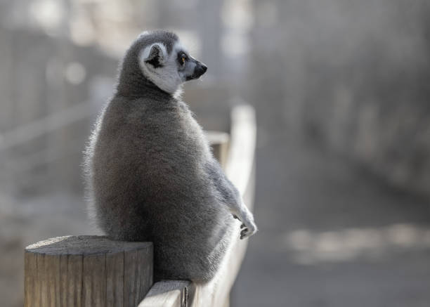 Lemur catta, Medium sized primates