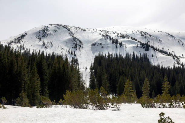 istock The contrast between the dark, evergreen trees and the bright, white snow creates a striking visual. 2176953287