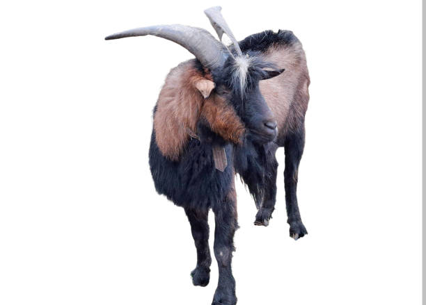 photograph of a mountain goat sniffing the hand of a young girl while resting on the route of the river cares, Asturias, Spain.
