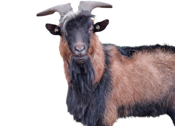 istock Male goat isolated on white background 2176955584