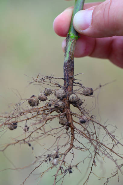 istock Legume roots containing nitrogen fixing bacteria on soybean. 2176961890