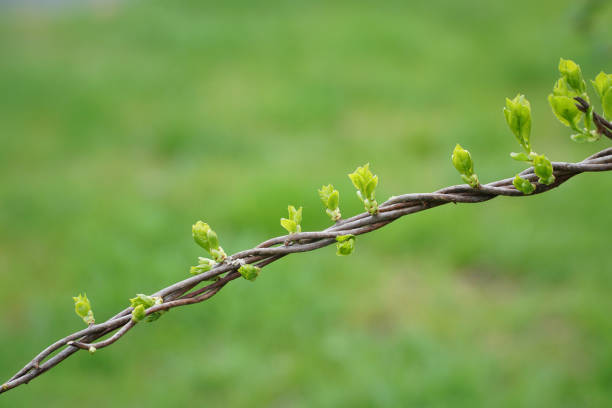 close up on new grown leaves on tree branch