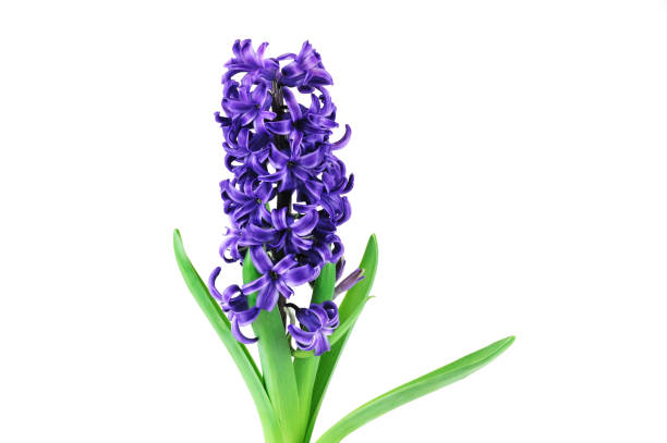 istock Purple hyacinth growth in spring isolated on white background 2176961933
