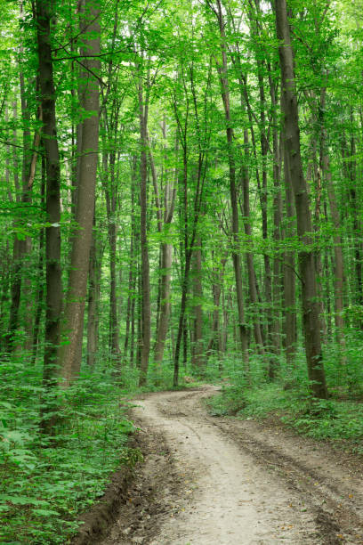 istock Forest trees. nature green wood sunlight backgrounds 2176963233