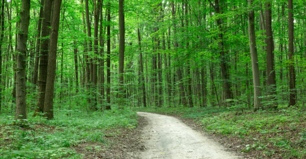 istock Forest trees. nature green wood sunlight backgrounds 2176963234