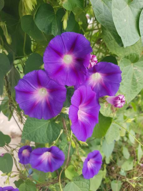 istock The flowers natural Photograph 2176963593