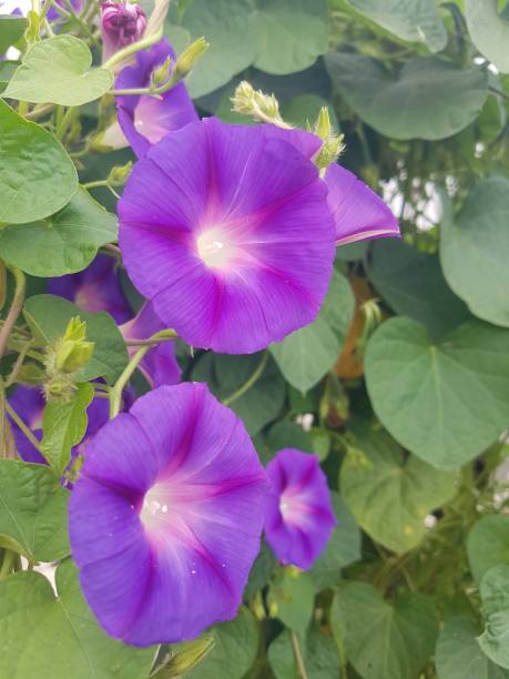 istock The flowers natural Photograph 2176963631