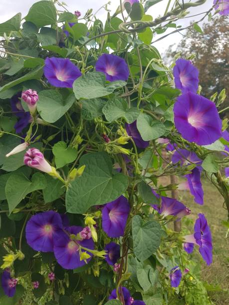 istock The flowers natural Photograph 2176963702