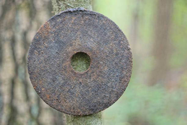 one old black cutting wheel hangs on a gray tree branch on a summer street