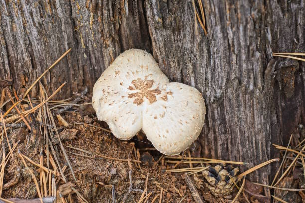 one white tree mushroom on a gray stump of an old tree in a summer forest