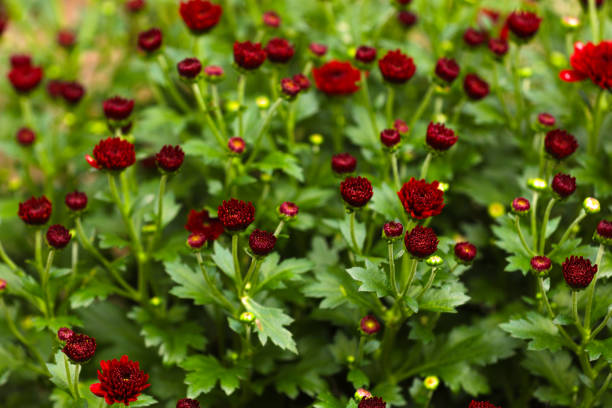 Blooming chrysanthemums in autumn in a garden