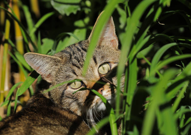 Cat lying in the grass on a meadow