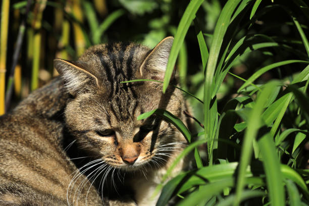istock Cat lying in the grass on a meadow 2176965322