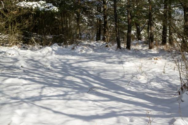istock Nature under the snow during winter. 2176965635
