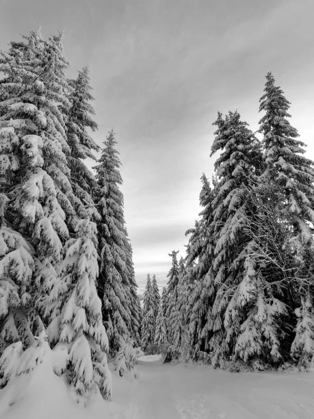 istock Nature under the snow during winter. 2176965731