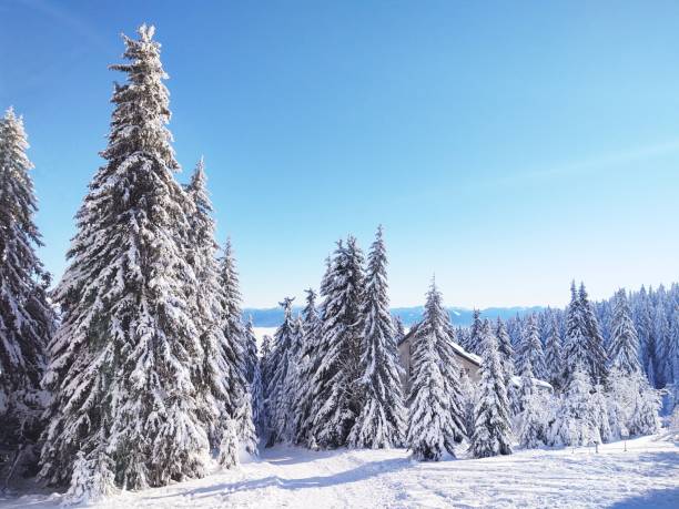 istock Nature under the snow during winter. 2176965781