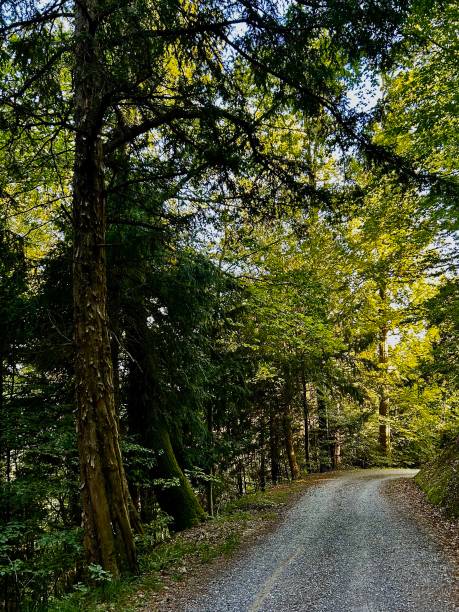 istock Trail in a Swiss forest 2176966616