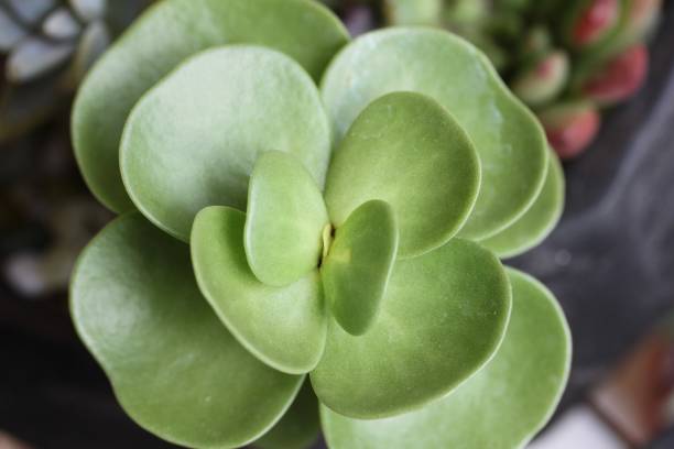 istock Portulaca Molokiniensis 'Ihi' Succulent 2176968642