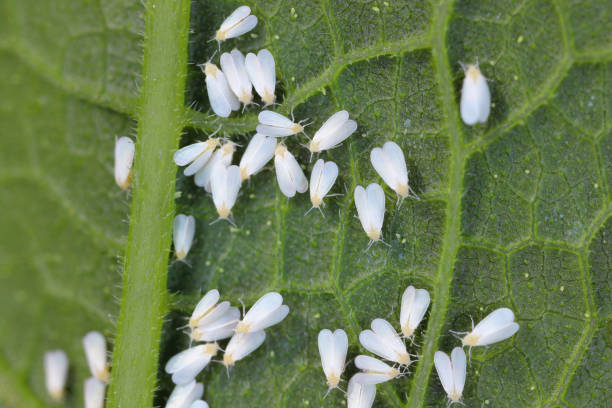 istock Glasshouse whitefly (Trialeurodes vaporariorum) adults on the underside of the leaf. 2176968738