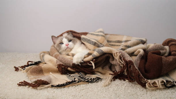 istock White cat covered with a warm blanket. 2176969104