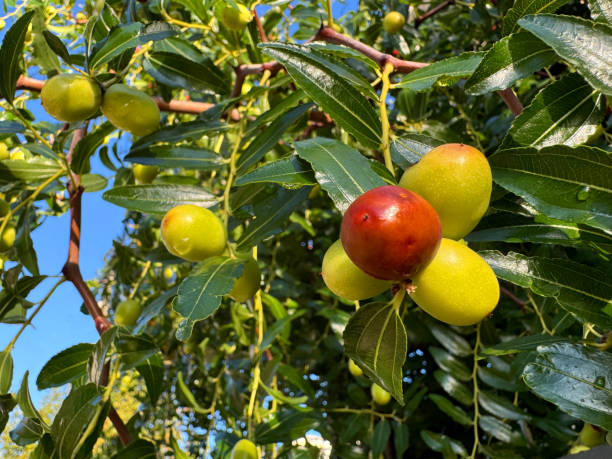 istock Jujube tree, Ziziphus jujuba and also called red date, Chinese date. 2176970637