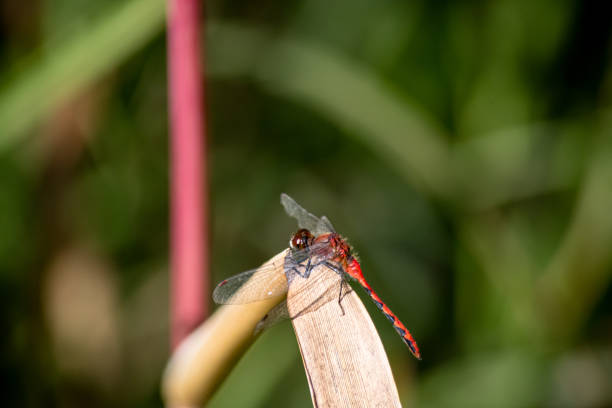 A detailed closeup of a red dragonfly perched on a swamp reed, capturing the delicate wings and vibrant body in a natural wetland setting
