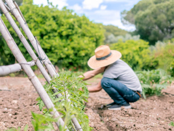 istock Gardener Tending Plants in Sunny Garden 2176974374