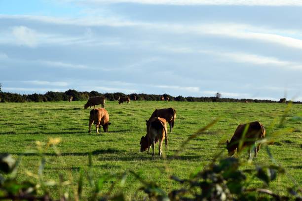 istock Brown cows in the field 2176974861