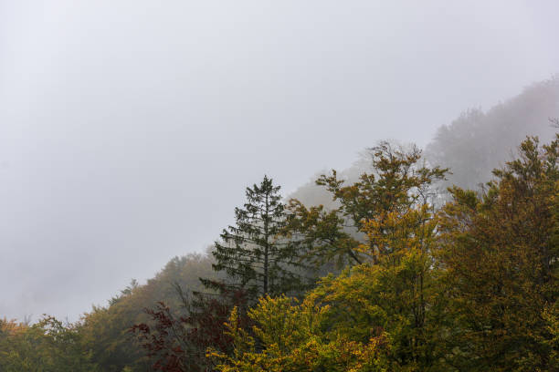 Strong dense fog and trees on the mountain after rain.
