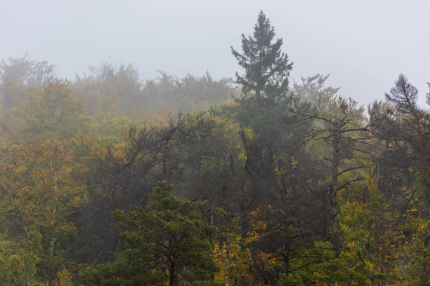 istock Mystical color landscape with fog. 2176977112