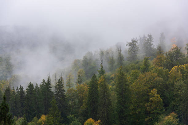 istock Mystical color landscape with fog. 2176977117