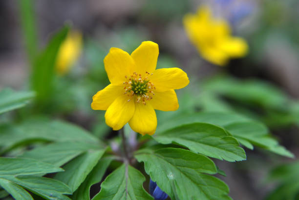 In the spring in the wild forest blooms anemone yellow (Anemone ranunculoides).