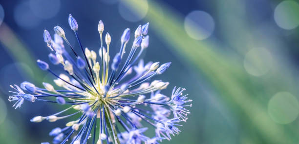 Ornamental onion flower about to come into full bloom. Small dew drops (rain drops) are visible. Defocused garden background with beautiful bokeh light spots. Space for copy.