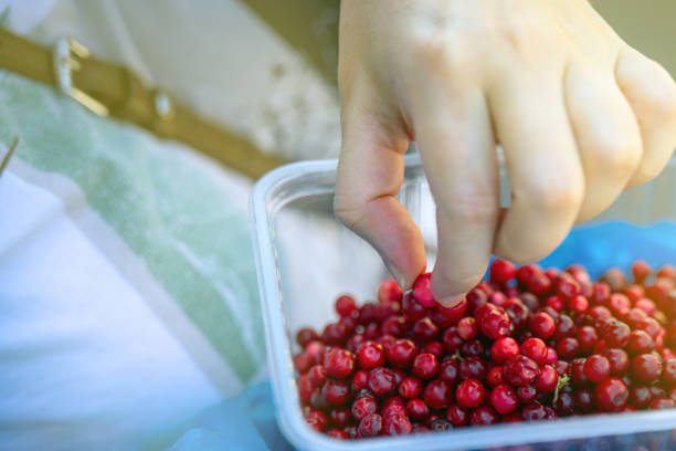 delicate female hand reaches for vibrant red lingonberries in a clear container, symbolizing the beauty of nature's harvest and the connection between humanity and the earth