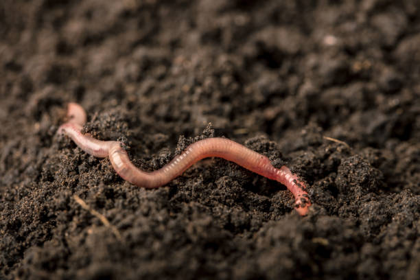 istock Earthworm in the soil 2176979294
