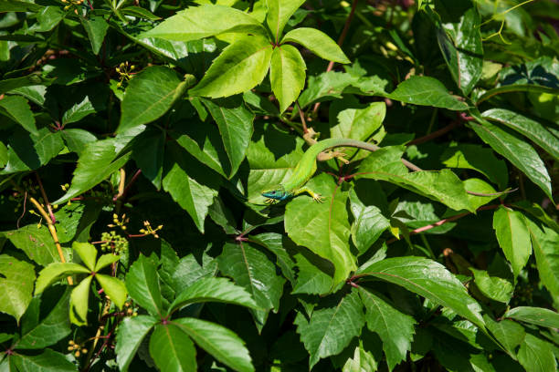 istock Male lizard in the summer on Parthenocissus inserta, also known as thicket creeper, false Virginia creeper, woodbine, or grape woodbine. 2176979995