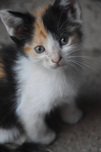 istock A small kitten with green eyes. 2176980081