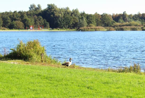 istock grey goose on the lake shore 2176981048