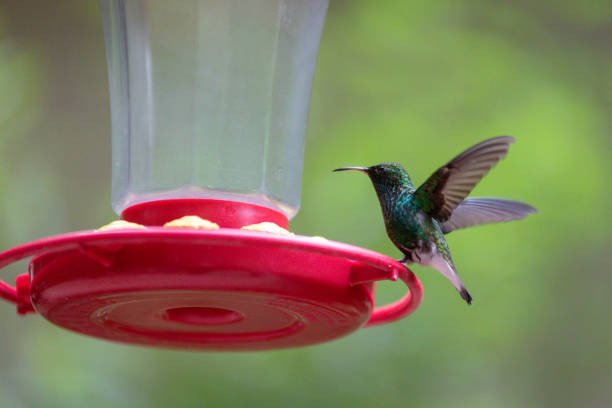 istock Coppery-headed Emerald Hummingbird (Microchera cupreiceps) in Costa Rica 2176981419