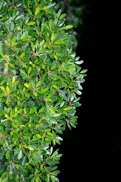 istock Green Foliage on Black Background 2176982480