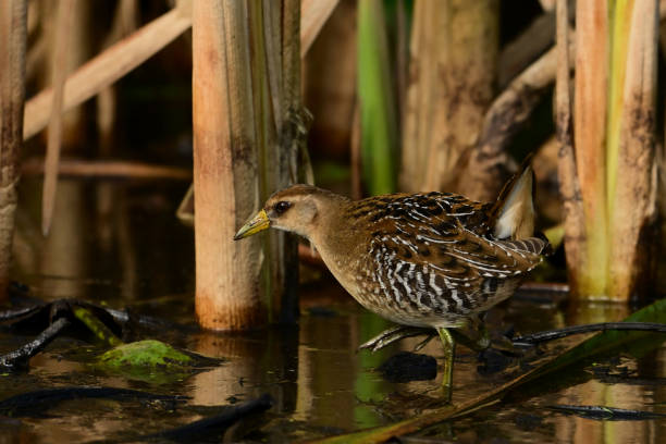 istock Sora birdfeeding in the reeds 2176983467