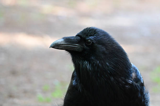 Portrait of a black raven close-up against a forest background