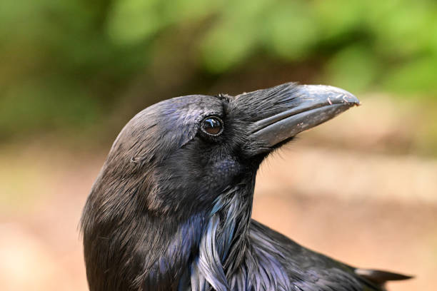 Kolkrabe / Common raven / Corvus corax
