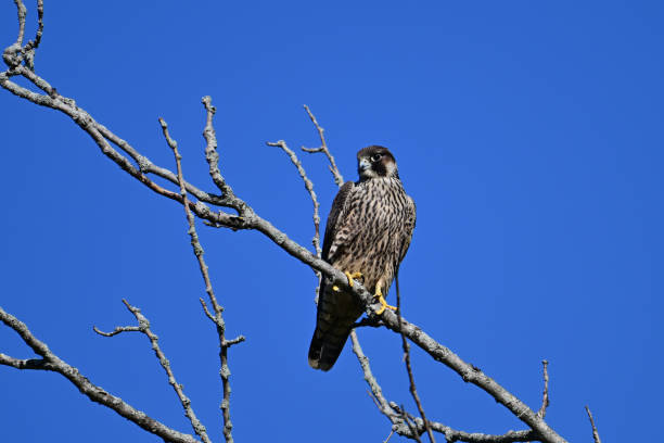 istock Peregrine Falcon perched in a tree hunting for prey 2176984802
