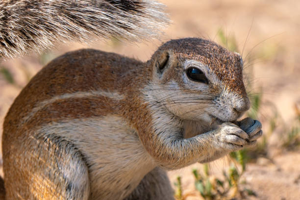 Close up of cape ground squirrel or South African ground squirrel, or Geosciurus inauris, searching for food in Kgalagadi Transfrontier Park, South Africa
